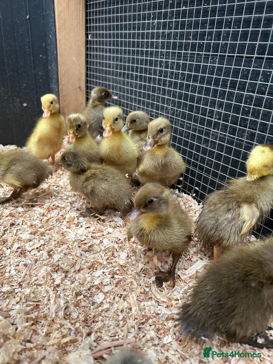 Ducks poultry for sale: Unsexed - Indian Runner Ducklings in Carnforth - Image 4