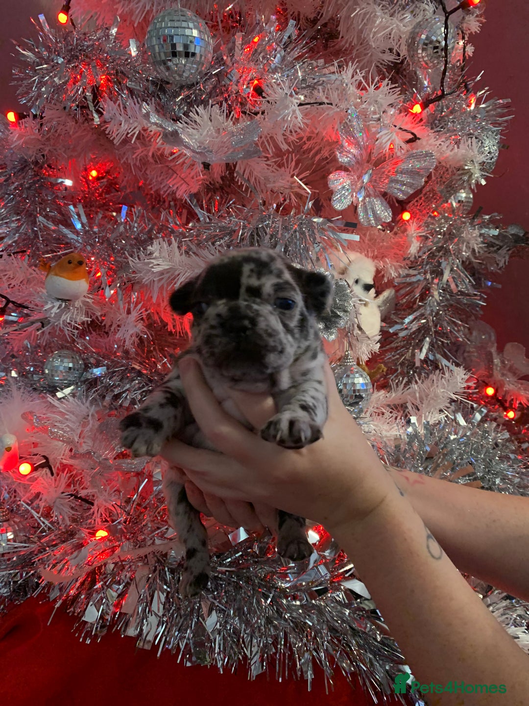 French Bulldog dogs for sale: Beautiful French bulldog puppies  - Advert 5