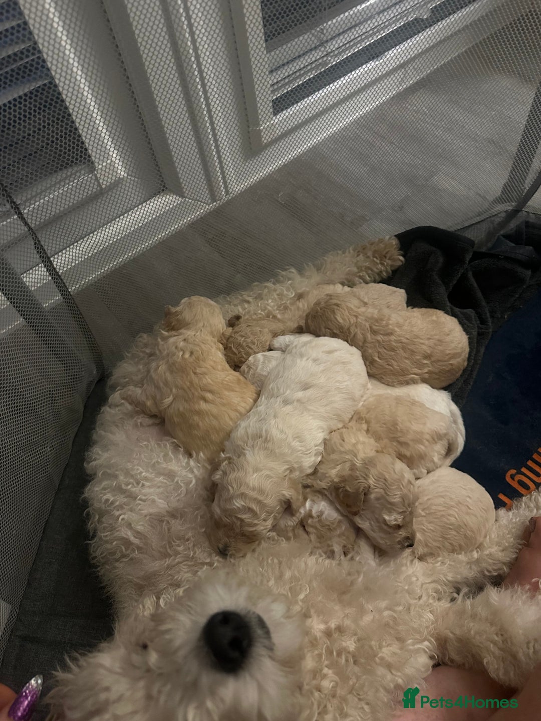 Mixed Breed dogs for sale: Beautiful bichion x Maltese babies  - Advert 5