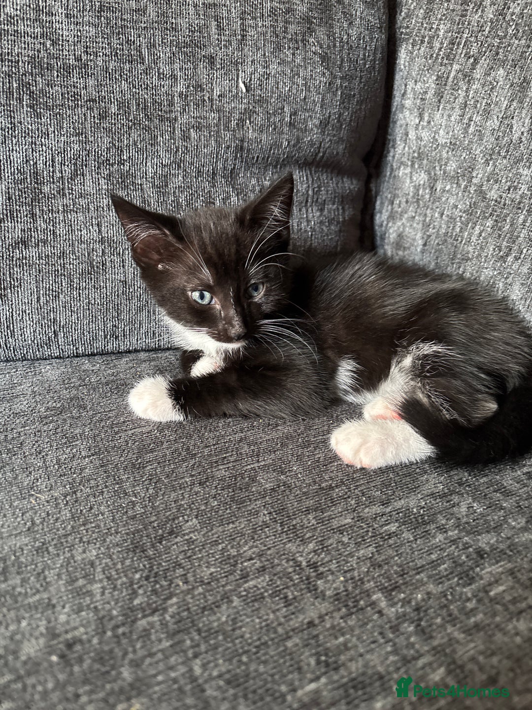 Domestic Shorthair cats for sale: 4 black and white kittens - Image 3