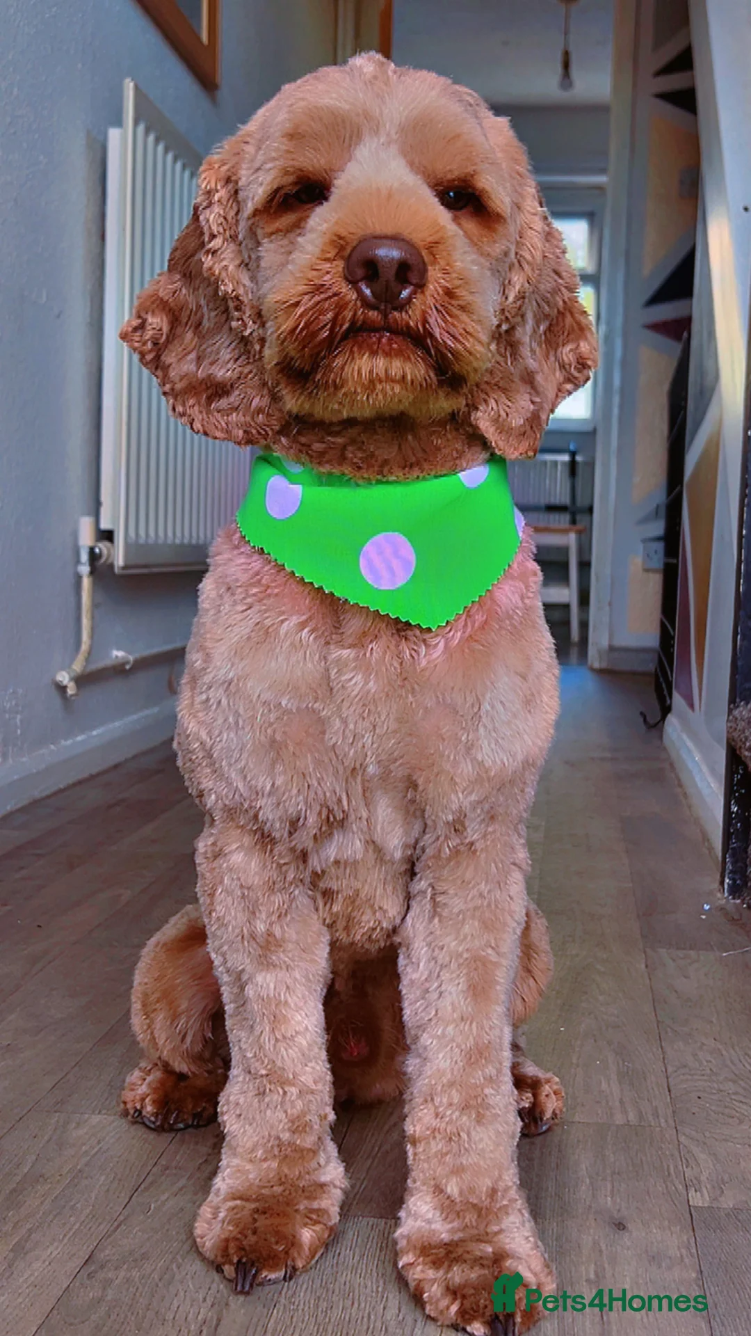 Cockapoo dogs for sale: Lunas - Cockapoo  - Advert 2