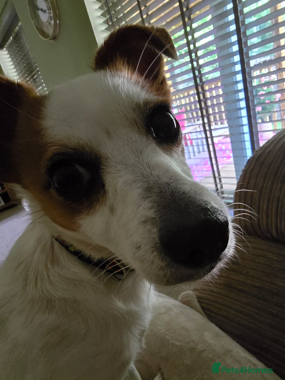 Jack Russell dogs for sale: jack russell  in Bridgnorth - Advert 2