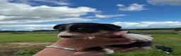 Border Collie dogs for sale: Border collie puppies  in Pickering - Advert 7