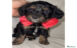 Dachshund dogs for sale: DOXIEPOO PUPPIES  - Image 7