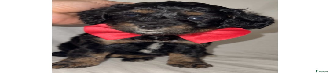 Dachshund Puppy 6