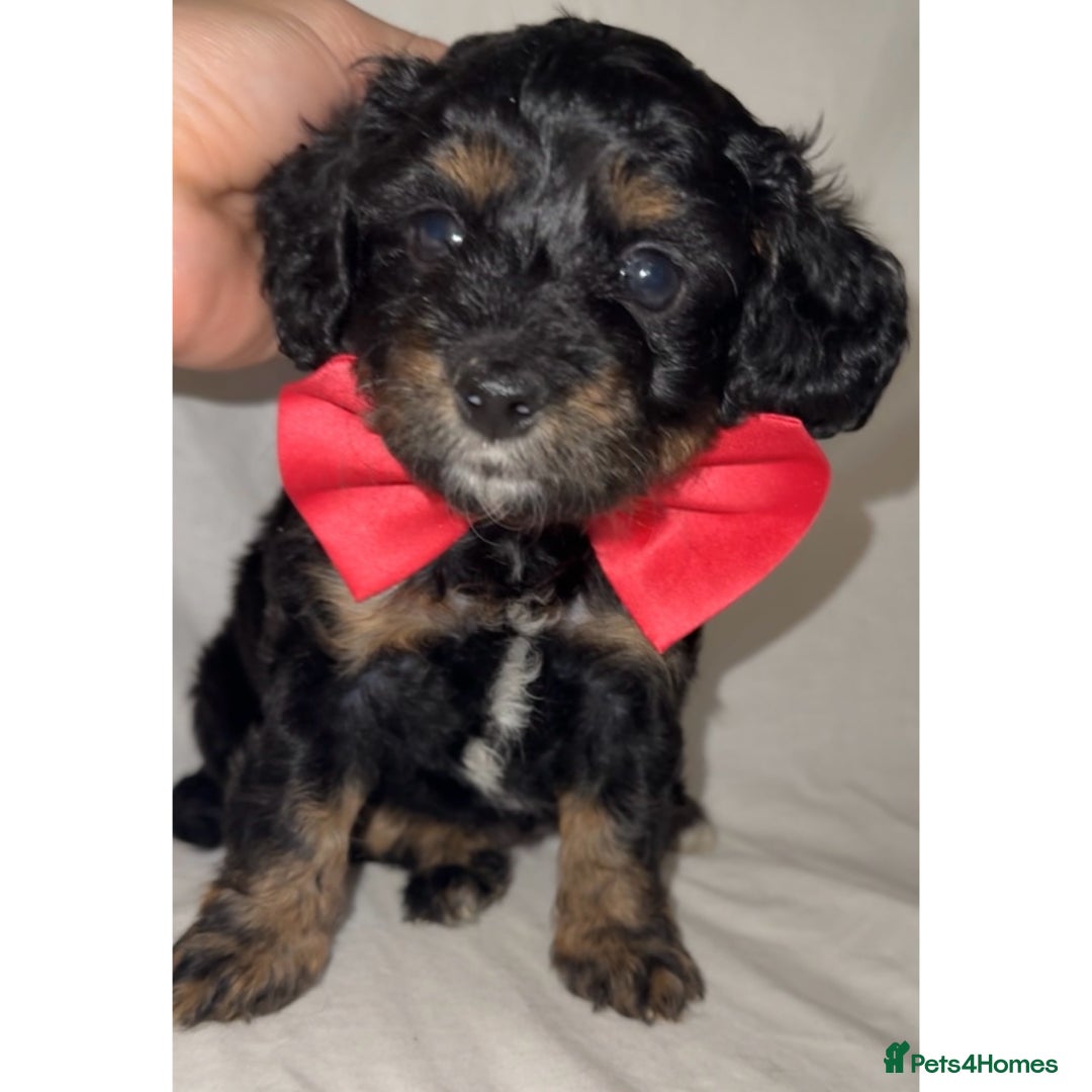 Dachshund dogs for sale: DOXIEPOO PUPPIES  - Image 7