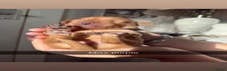 Labrador Retriever dogs for sale: Labrador puppies 4 male 2 female  - Advert 17