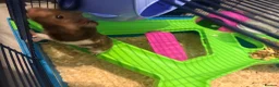 Hamster rodents for sale: Male Syrian hamster - Advert 5