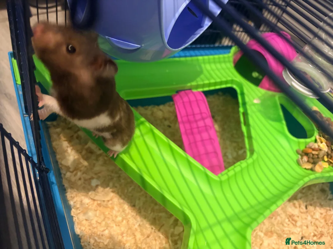 Hamster rodents for sale: Male Syrian hamster - Advert 5