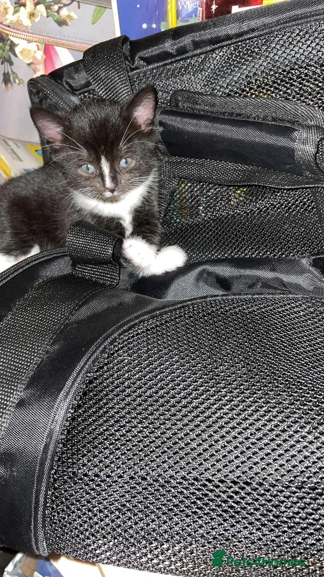 Domestic Shorthair cats for sale: Black n white Tuxedo Kittens - Advert 14