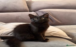Mixed Breed cats for sale: Beautiful female kitten  - Image 1