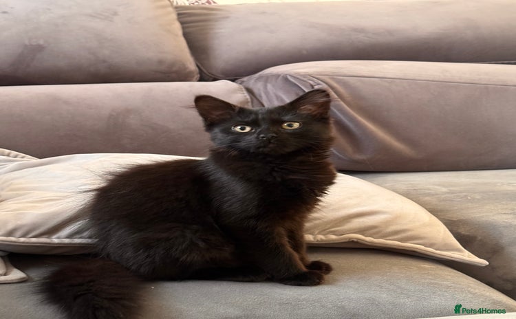 Mixed Breed cats - Advert 4