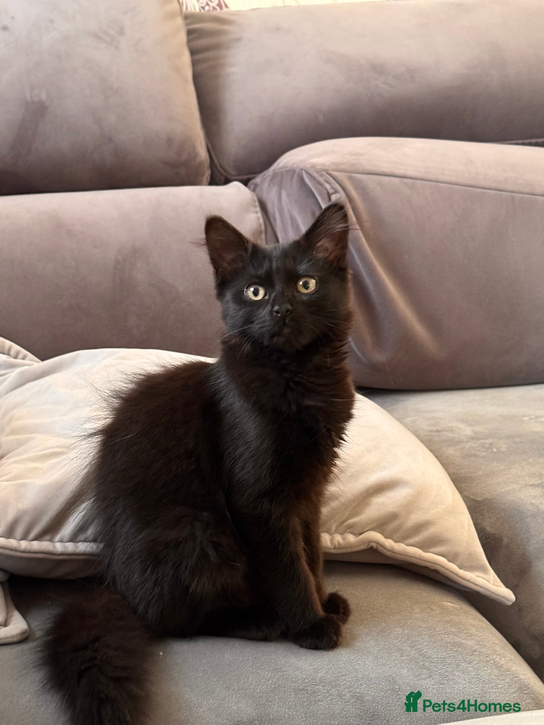 Mixed Breed cats for sale: Beautiful female kitten  - Image 1