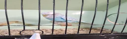 Budgerigars birds for sale: Love birds, java sparrows & paroletts  - Advert 17