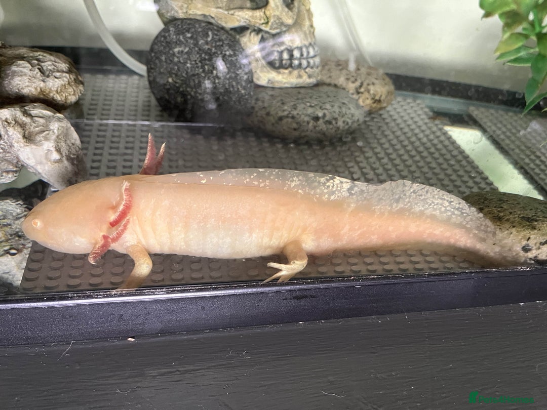 Axolotl reptiles for sale: Golden Male axolotl - Image 2