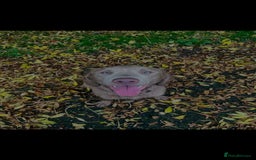 Springador dogs for sale: Springerdor male for rehome  - Advert 5