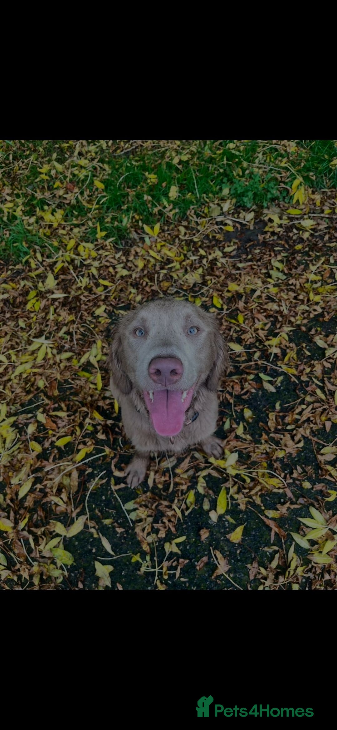 Springador dogs for sale: Springerdor male for rehome  - Advert 5