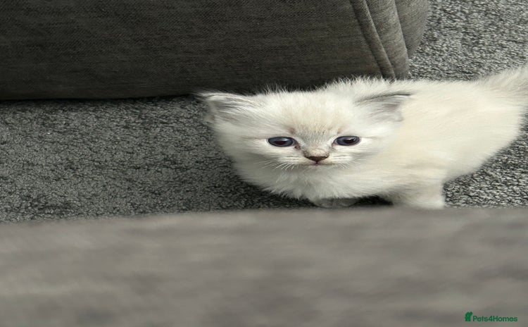 Ragdoll cats - Advert 4