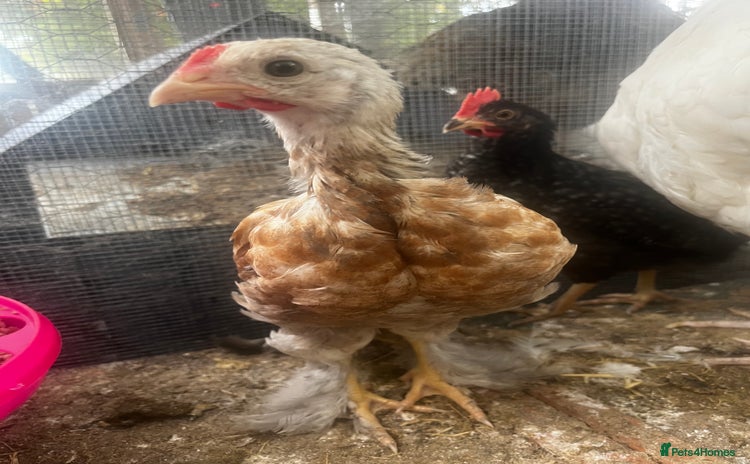 Chickens poultry - Advert 3