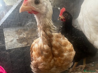 Chickens poultry - Advert 18