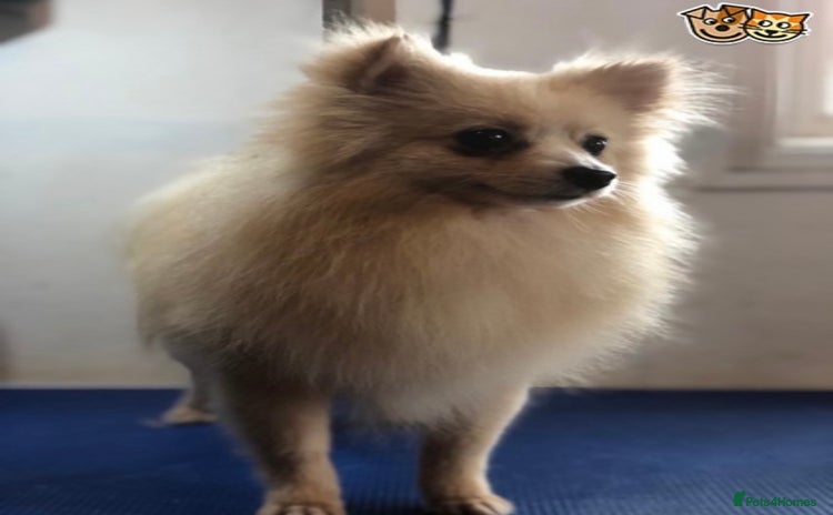 Pomeranian dogs - Advert 1