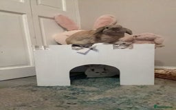 Mixed Breed rabbits for sale: 2 rabbits male/female neutered with indoor set up - Image 8