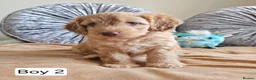 Cavapoo dogs for sale: Outstanding Cavapoo Puppies  - Advert 17