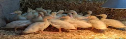 Ducks poultry for sale: Cherry Valley Duck Hatching Eggs X 6  - Advert 5
