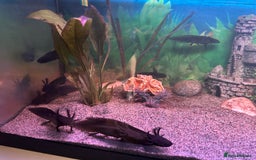 Other/Mixed Breed fish for sale: Young Axolotls for sale - Image 7