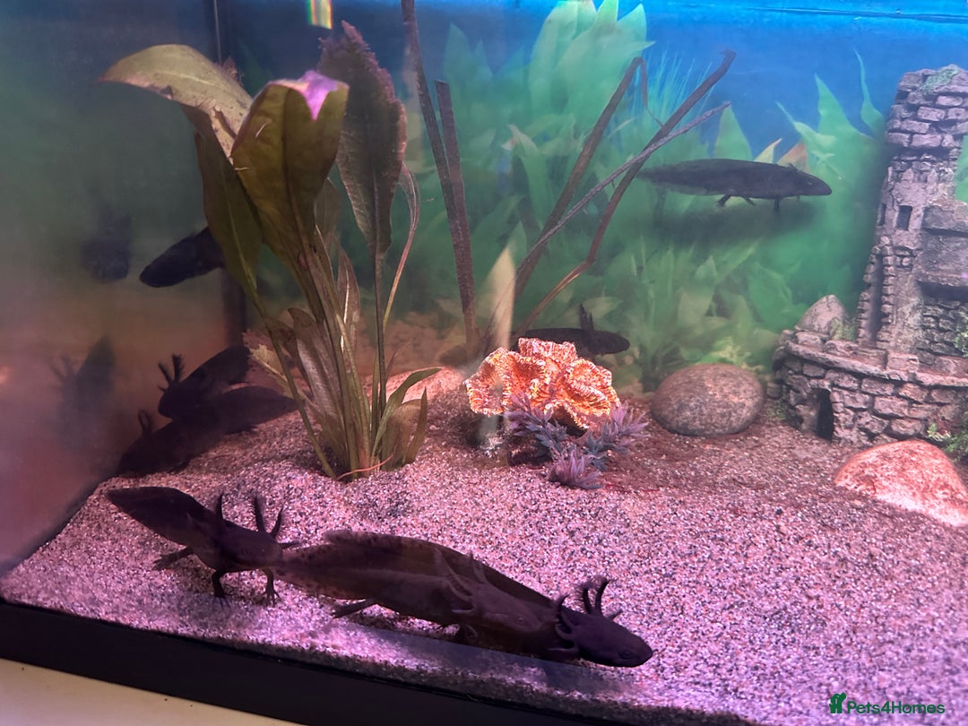 Other/Mixed Breed fish for sale: Young Axolotls for sale - Image 7