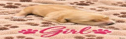 Golden Retriever dogs for sale: KC Dark Golden Retrievers 🧬Health Tested Parents - Advert 5