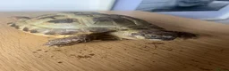 Tortoise reptiles for sale: Horsefield tortoise(s) for sale in Stirling - Advert 8