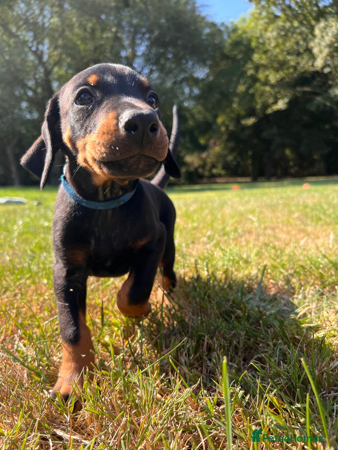 Dobermann dogs for sale: Ready now, Outstanding KC Reg Dobermann puppies - Image 33
