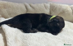 German Shepherd dogs for sale: German Shepherd's from DDR and Czech bloodlines.  - Image 12