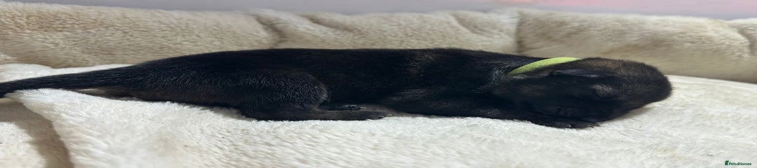 German Shepherd Puppy 5