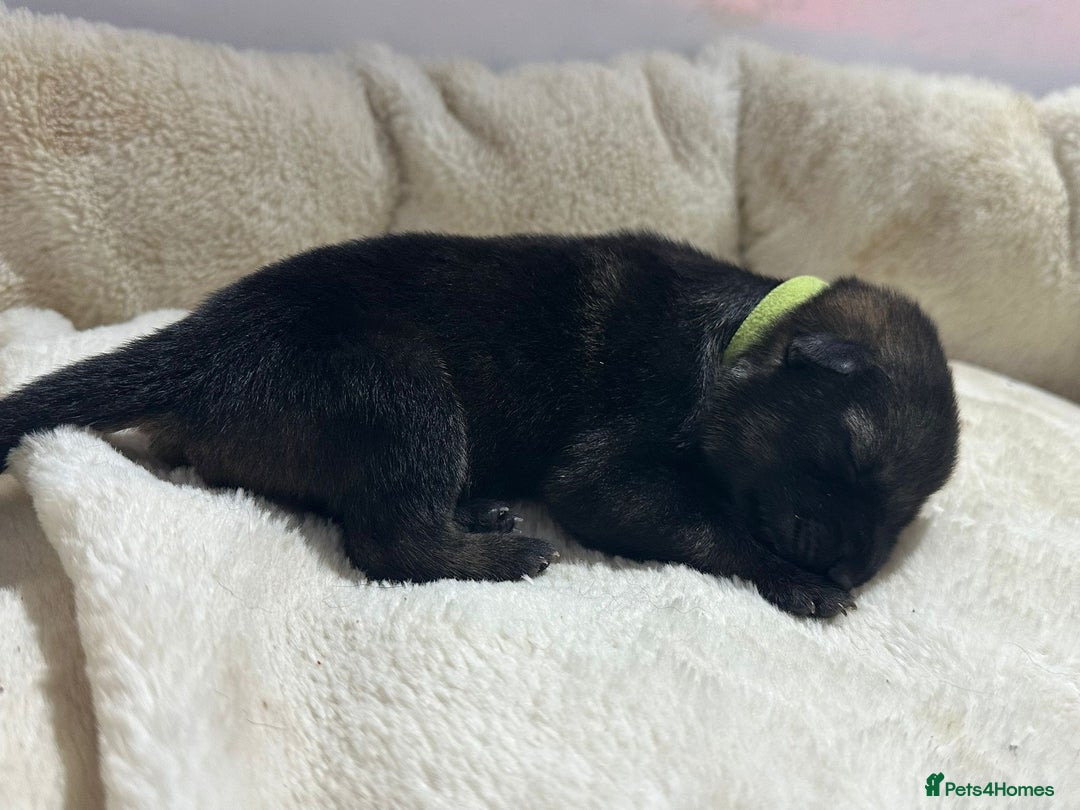 German Shepherd dogs for sale: German Shepherd's from DDR and Czech bloodlines.  - Image 12