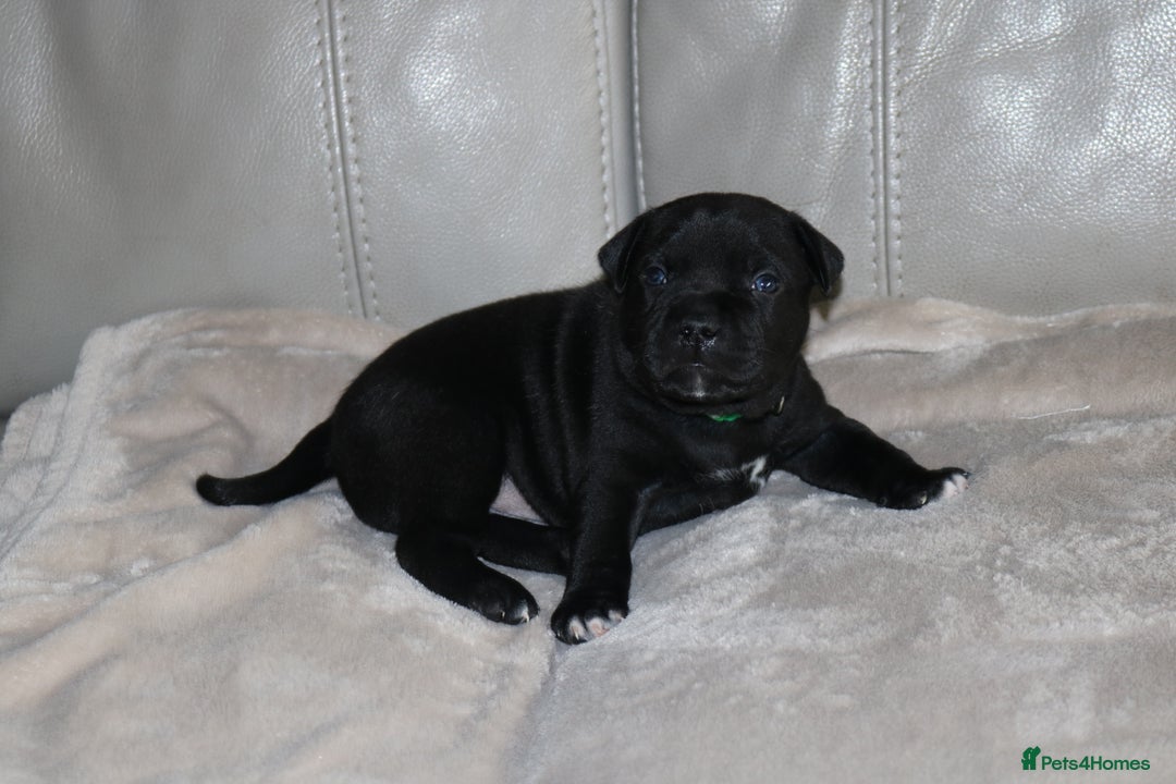 Staffordshire Bull Terrier dogs for sale: KC Reg Staff Pups Blue/Black, Champion Blood Lines - Image 12