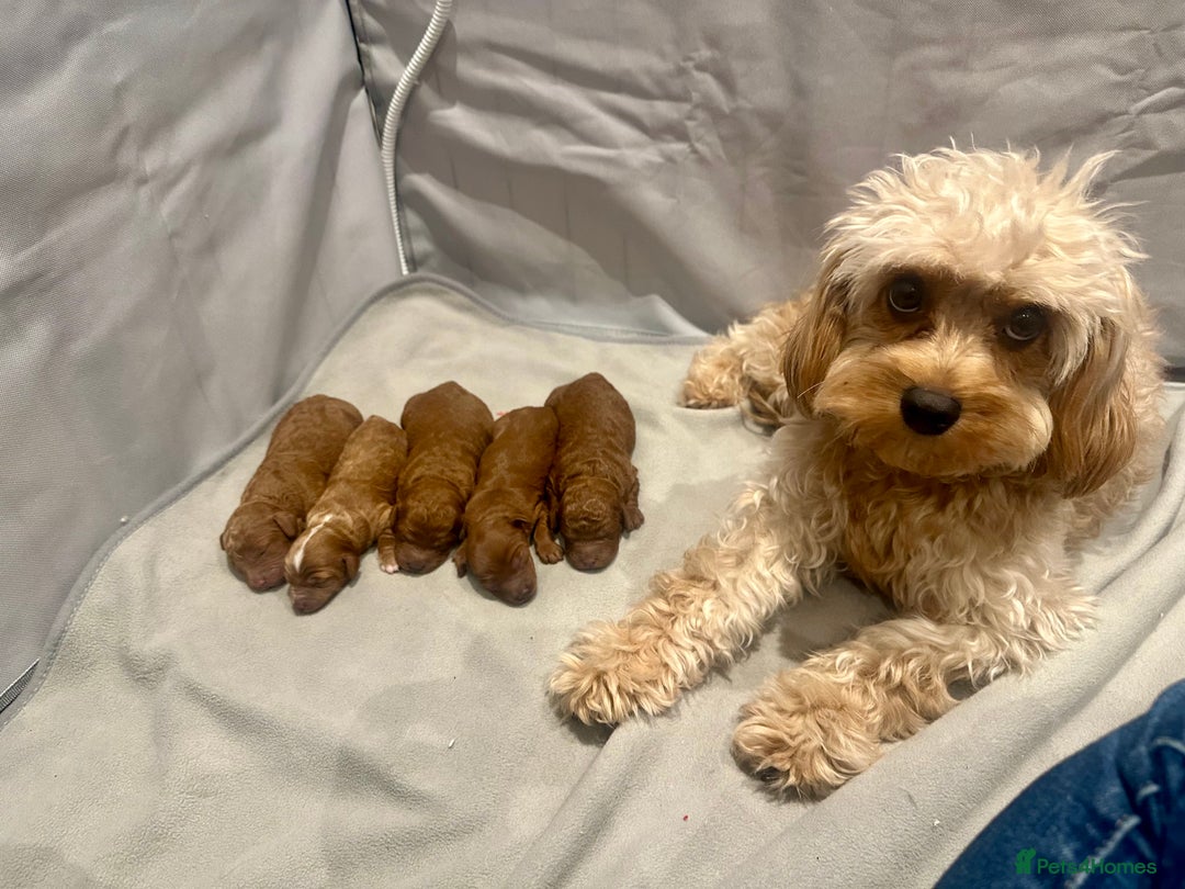 Cavapoo dogs for sale: Toy Cavapoo Puppies  - Advert 25