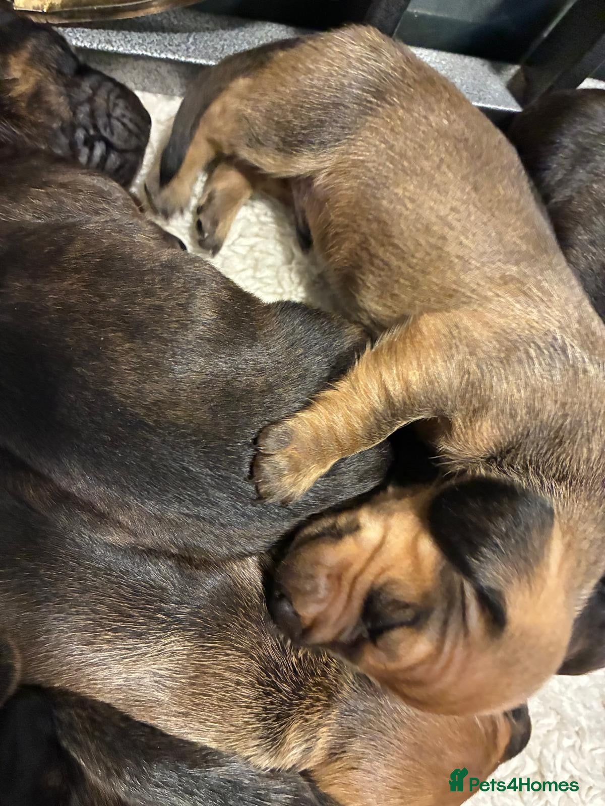 Dachshund dogs for sale: Miniature dachshunds  - Advert 16