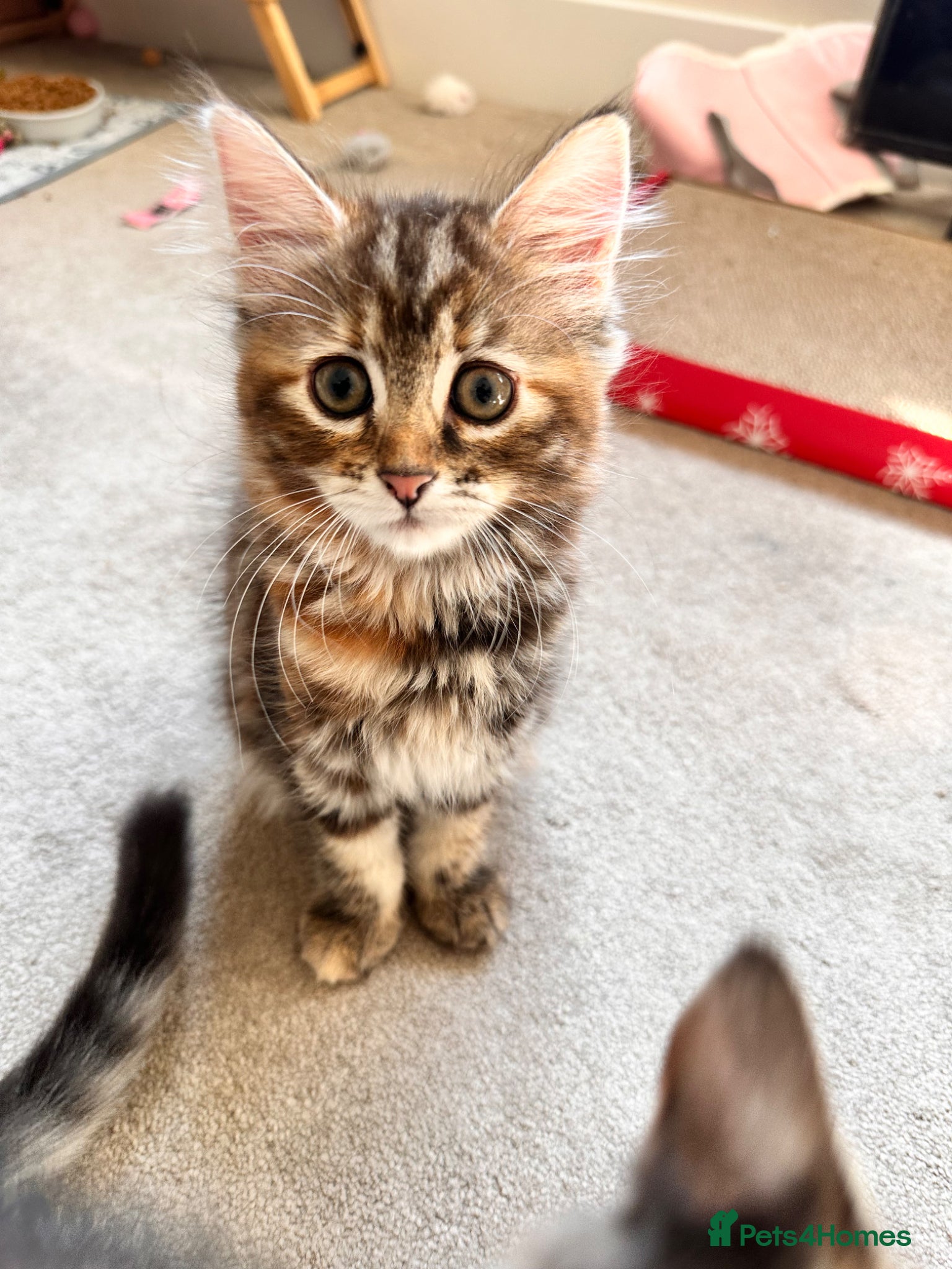 Mixed Breed cats Amiable mixed kittens:  - Advert 2