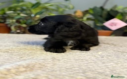 Cocker Spaniel dogs for sale: Four beautiful *working* cocker spaniel puppies - Advert 20