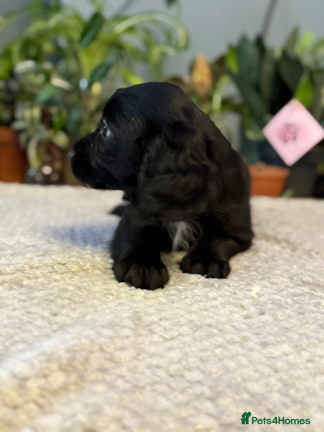 Cocker Spaniel dogs for sale: Four beautiful *working* cocker spaniel puppies - Advert 20