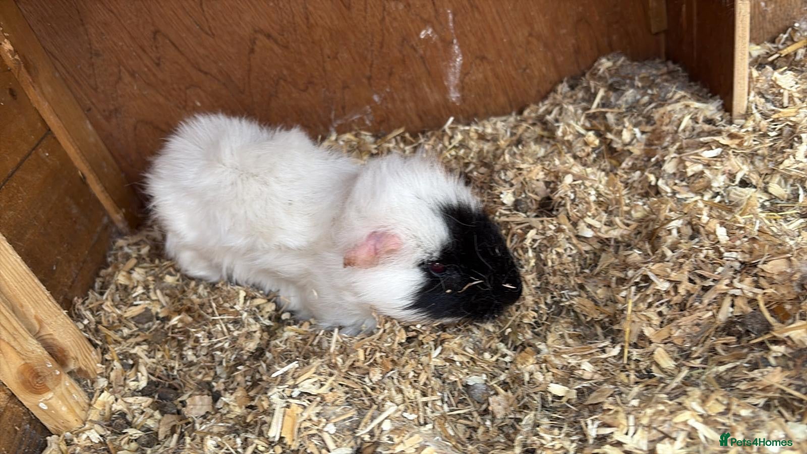 Guinea Pig rodents Guinea pig black and white for sale  - Advert 2