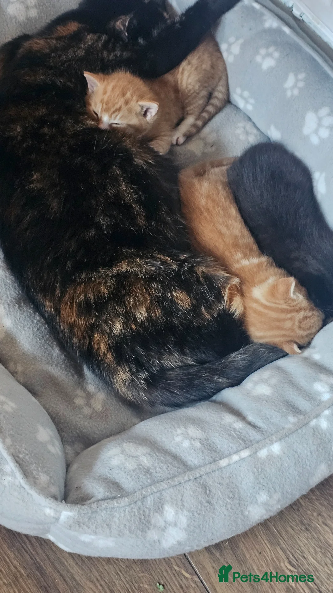 Mixed Breed cats for sale: Kittens for sale - Advert 2