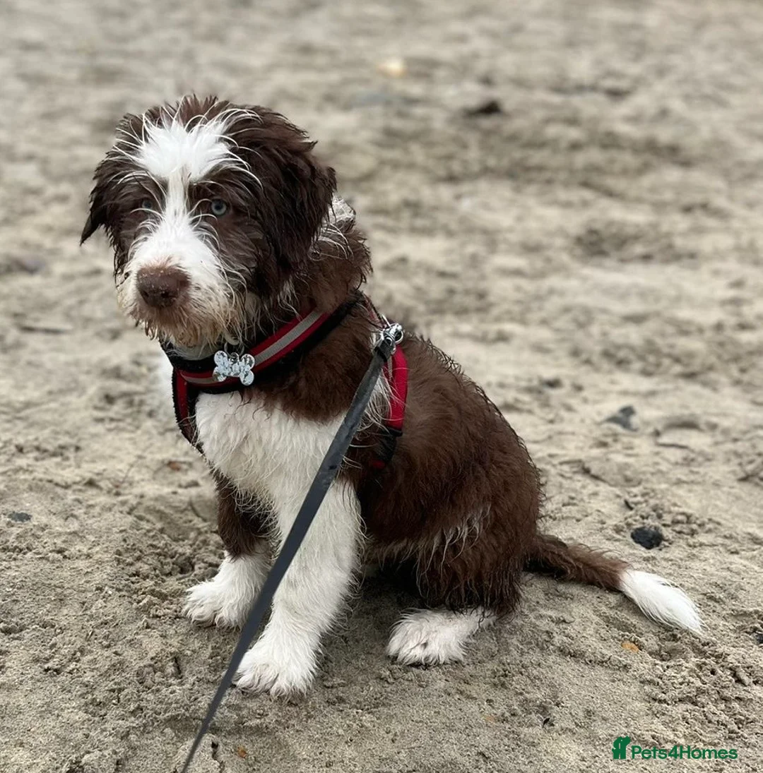 Bearded Collie dogs for sale: Bearded Collie in Chard - Advert 9