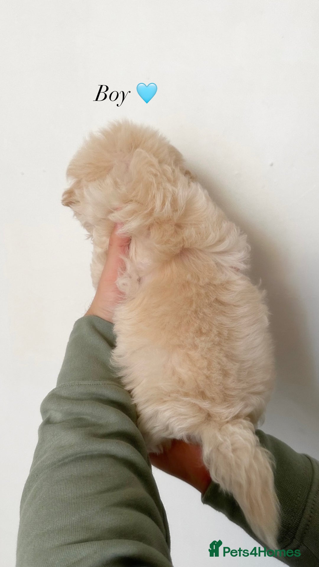 Maltipoo dogs for sale: Cream F1 Maltipoos 🐶🩵🎀 - Advert 5