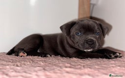 Staffordshire Bull Terrier dogs for sale: Blue staffy pup for sale - Image 1