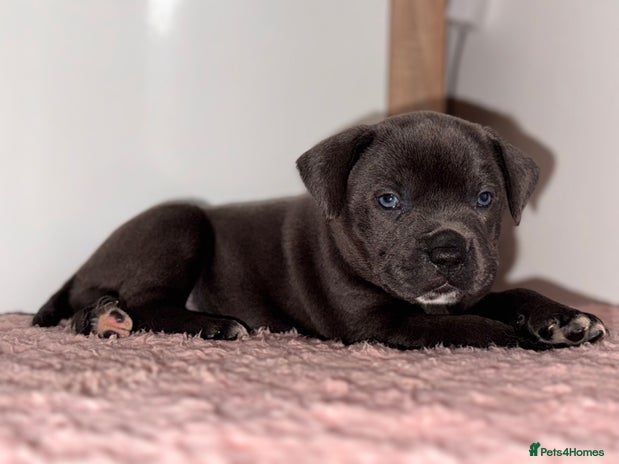 Staffordshire Bull Terrier dogs - Advert 1