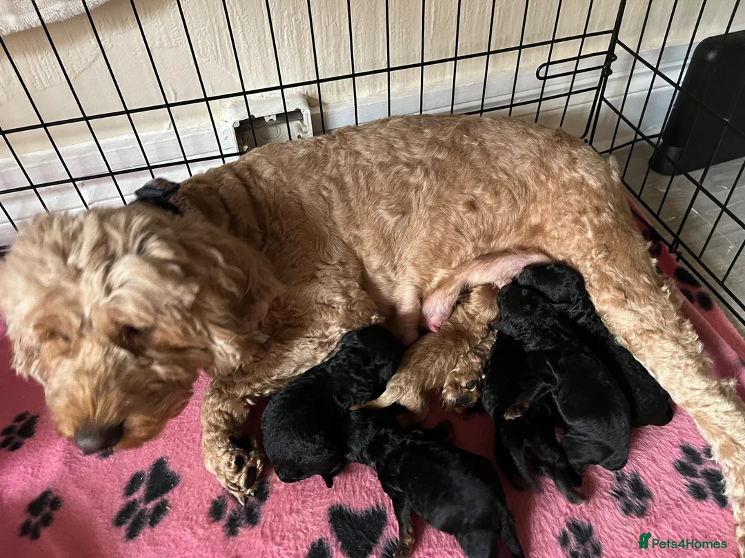 Cockapoo dogs for sale: Cockerpoo  Puppies - Advert 2