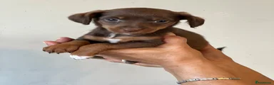 Patterjack 7